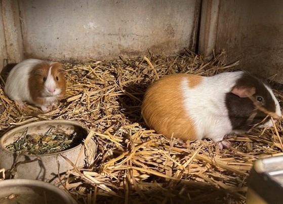 Benito & Badradou